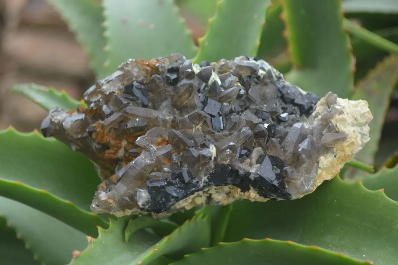 Natural Schorl Black Tourmaline & Smokey Quartz Specimens x 2 From Erongo Mountains, Namibia