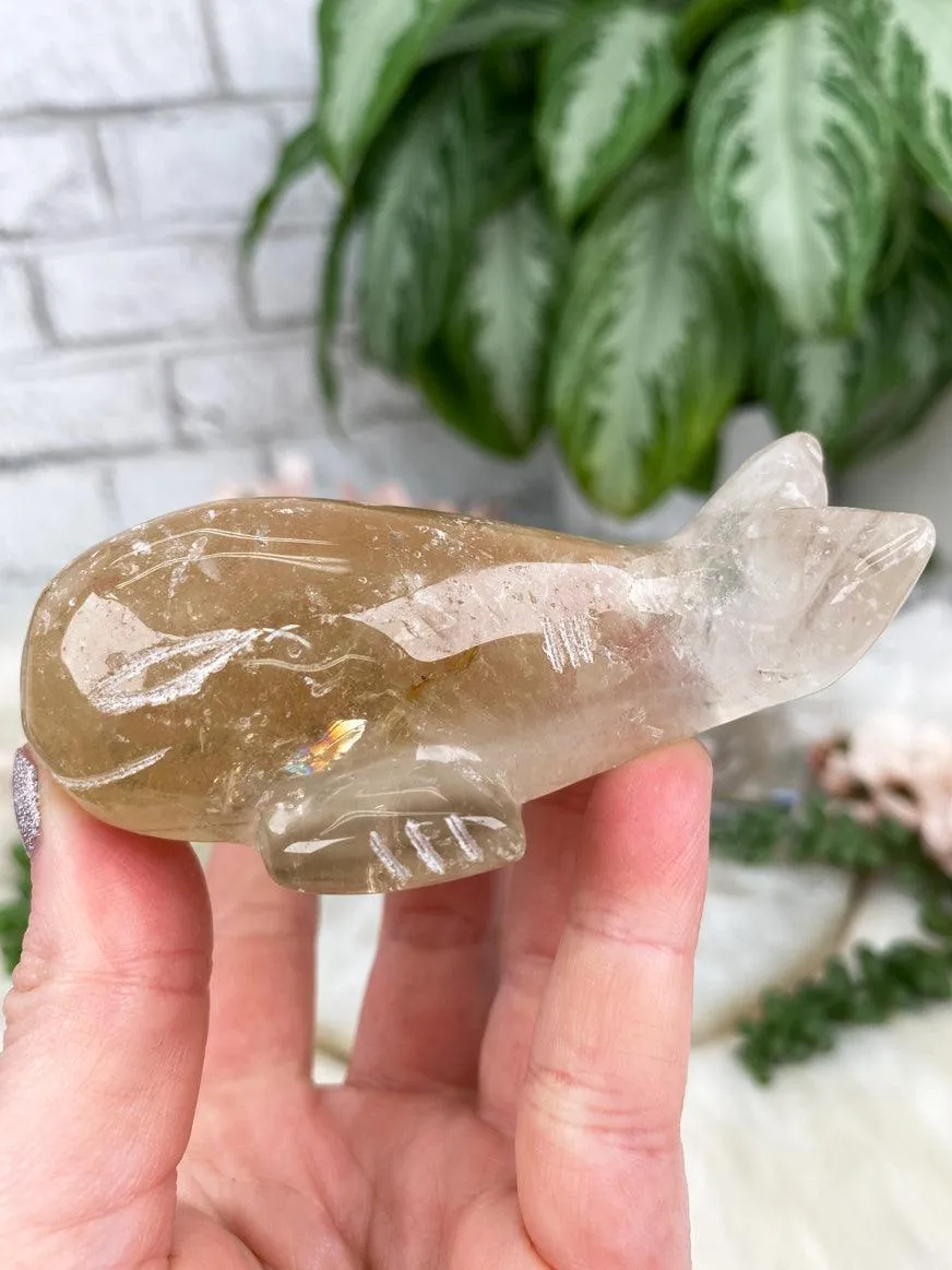 Whale Crystals