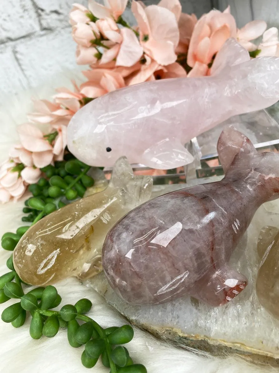 Whale Crystals