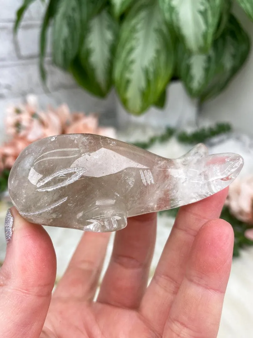 Whale Crystals