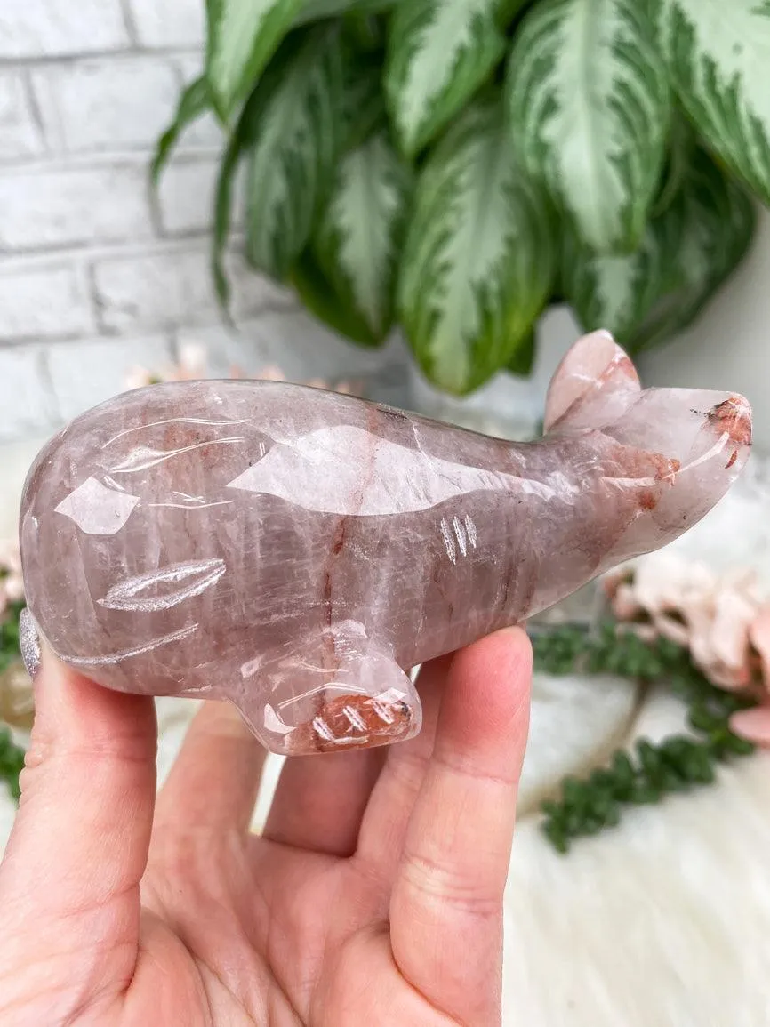 Whale Crystals