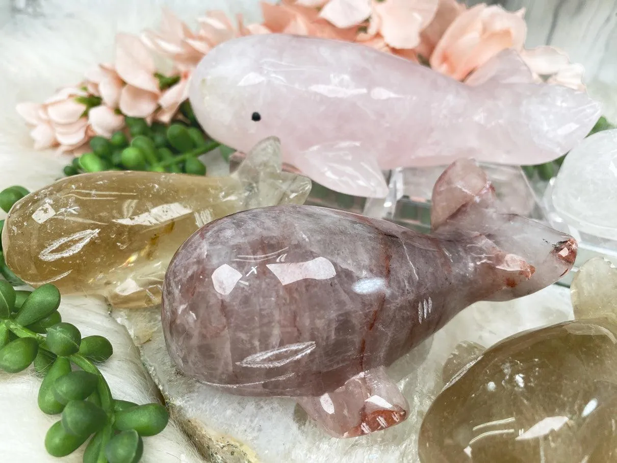 Whale Crystals